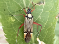 Miris striatus
